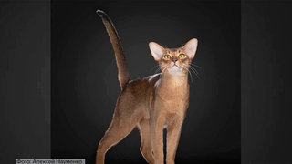 Кот из России признан самым красивым на планете