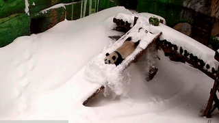 Панда Катюша радуется снегу и катается с горки: Московский зоопарк показал кадры