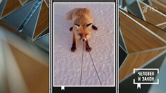 Видео недели: невероятное спасение; в мире животных. Человек и закон. Фрагмент