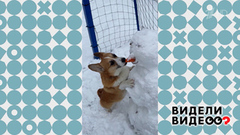 Корги и нос снеговика. Видели видео? Фрагмент