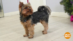 Собака, давай знакомиться! Доброе утро. Фрагмент