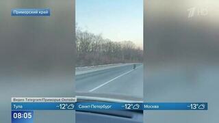 Амурские тигры вышли на трассу в Хасанском районе Приморья: редкие кадры