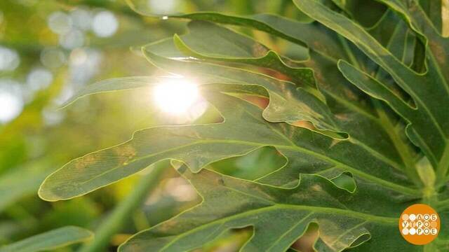 Хлорофилл: что растению хорошо, то человеку... зачем? Доброе утро. Суббота. Фрагмент