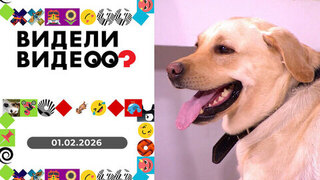 Продавец счастья; спасение котят; доктор Ева; кошка-психолог. Видели видео?