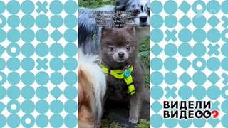 Собака или медвежонок? Видели видео? Фрагмент