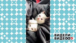 Спасение белых котят. Видели видео? Фрагмент