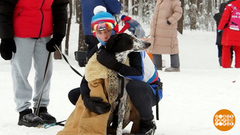 Собака — не роскошь, а средство передвижения... доброе и умное! Доброе утро. Фрагмент