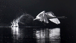 Уникальные фотоработы представлены на фестивале «Первозданная Россия» в Манеже