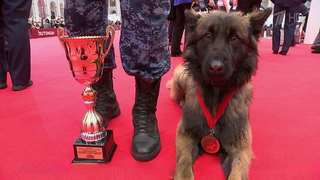 В рамках выставки «Лучшие собаки и кошки России» прошли межведомственные кинологические соревнования