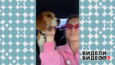 Зоотакси. Видели видео? Фрагмент