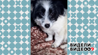 Звезда интернета. Видели видео? Фрагмент