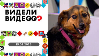 Пес Зефирыч; зоотакси; картины из мусора; собака на лестнице. Видели видео. Выпуск от 15.02.2026