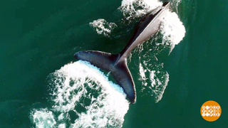 Я кита узнаю по хвосту. Доброе утро. Фрагмент