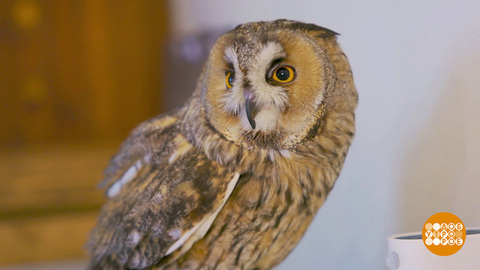 Сова, ты что, самая умная? Доброе утро. Фрагмент