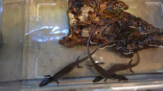 В Московском зоопарке родились детеныши краснокнижного безухого варана: видео