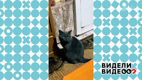 Провинившийся кот. Видели видео? Фрагмент