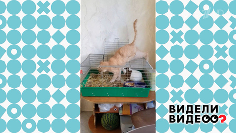 Незаконное вторжение. Видели видео? Фрагмент