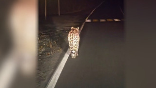 Полосатый рейд: дальневосточный леопард решил прогулять по трассе в Приморском крае