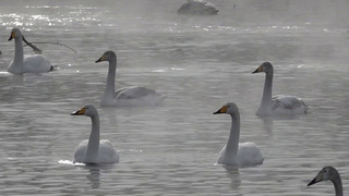 На озеро Светлое в Алтайском крае в этом году на зимовку прилетели около двух тысяч лебедей