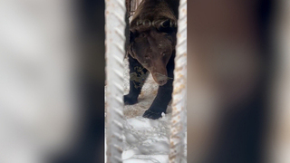 Полиция задержала мужчину с оружием и мини-зоопарком в Новой Москве