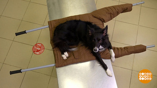 Если собака повредила лапу на прогулке. Доброе утро. Фрагмент