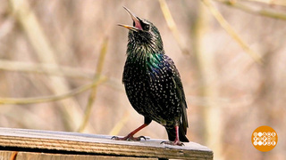 Вы слыхали, как поют скворцы? А свиристели? Доброе утро. Фрагмент