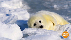 Летим в гости к белькам! Доброе утро. Фрагмент