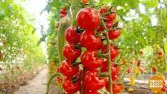 Помидорки черри: маленькие, да сладенькие. Доброе утро. Фрагмент