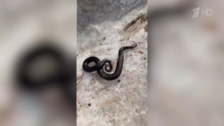 Ранняя и аномально теплая в большинстве российских регионов весна досрочно открыла змеиный сезон