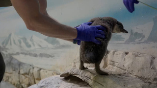 В Московском зоопарке появились на свет птенцы пингвинов Гумбольдта: видео