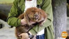 Мы, бобры, веселы! Доброе утро. Фрагмент