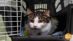 Котик, добро пожаловать в переноску! Доброе утро. Фрагмент