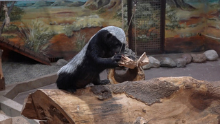 Медоед Нео из Московского зоопарка решил две мясных головоломки: видео