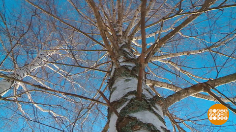 Березовый сок: главное — березку не обидеть… Доброе утро. Фрагмент