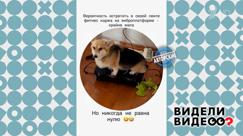 Корги Харти. Видели видео? Фрагмент