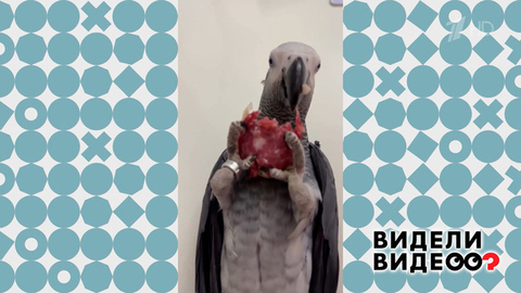 Попугай, который очень любит колбасу. Видели видео? Фрагмент