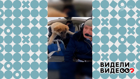 Летающий пес. Видели видео? Фрагмент