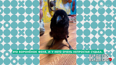 Спасение ворона Фени. Видели видео? Фрагмен