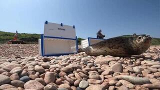 Четырех тюленей-ларг выпустили в море после реабилитации в Приморье: видео