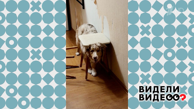 Овчарка с табуреткой. Видели видео? Фрагмент