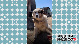 Спасение собак из приюта. Видели видео? Фрагмент