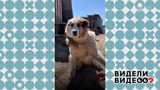 Спасение собак из приюта. Видели видео? Фрагмент
