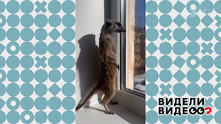 Трусливый сурикат. Видели видео? Фрагмент