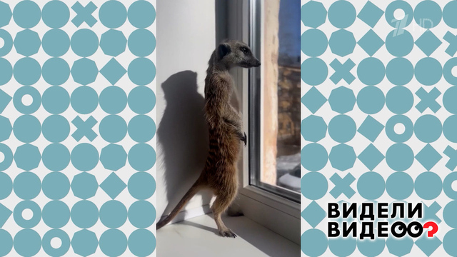 Трусливый сурикат. Видели видео? Фрагмент