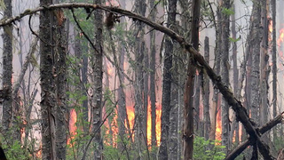 В Красноярском крае увеличилась площадь лесных пожаров