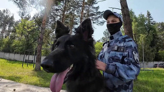 В России отмечается День кинолога
