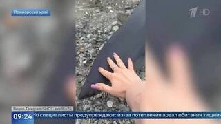 Акулу поймали у берегов Владивостока: видео