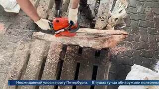 Полтонны кокаина обнаружили в контейнере с тунцом в порту Петербурга