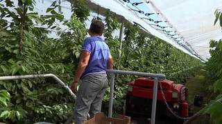В Ростовской области используют уникальные технологии по выращиванию черешни