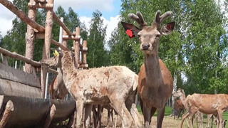 Агротуризм в России набирает невероятную популярность